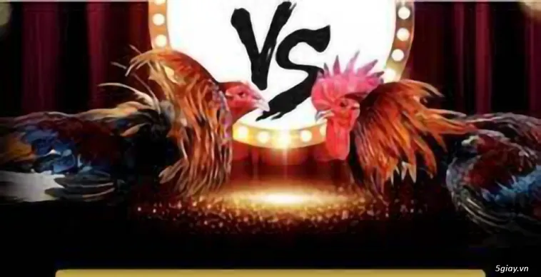 Đá Gà QQ88 Đỉnh Cao Trải Nghiệm Cá Cược Bùng Nổ Uy Tín