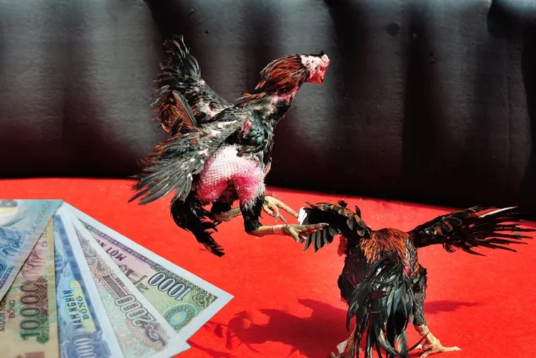 Chinh Phục Đá Gà Sabong Tại QQ88 Bí Quyết Từ Trường Gà 1 Chinh Phục Đá Gà Sabong Tại QQ88 Bí Quyết Từ Trường Gà